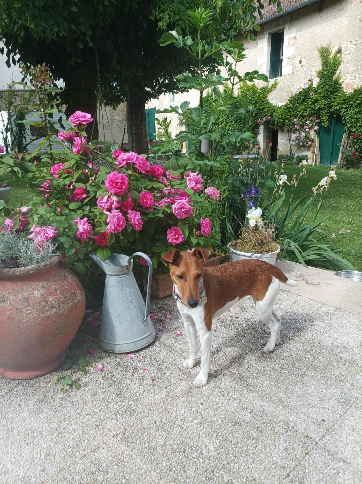 Le Relais Des Roses- Chambres D'Hotes Vatan Esterno foto